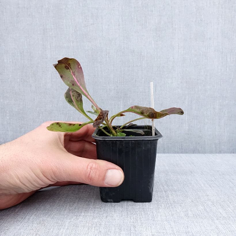 Spécimen de Penstemon superbus - Galane superbe Godet de 8/9 cm tel que livré en hiver