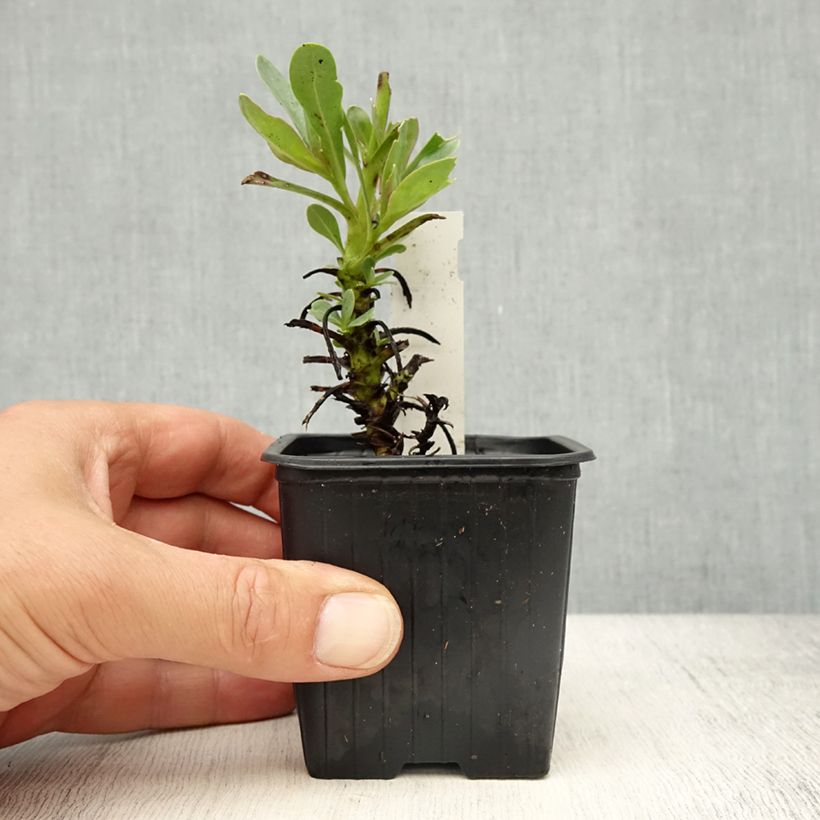 Spécimen de Penstemon superbus - Galane superbe Godet de 8/9 cm tel que livré au printemps