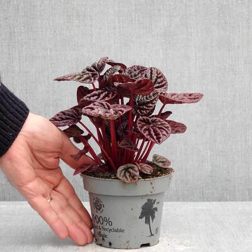 Spécimen de Peperomia caperata Luna Pot de 12 cm / 13 cm tel que livré au printemps