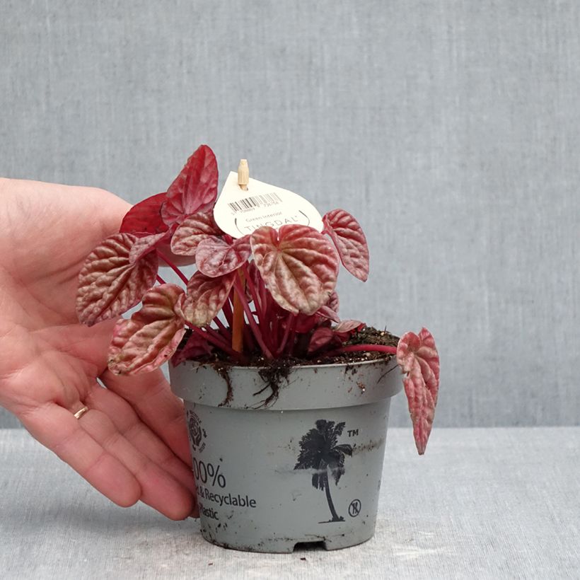 Peperomia caperata Quito - Radiator plant 12cm pot sample as delivered in spring