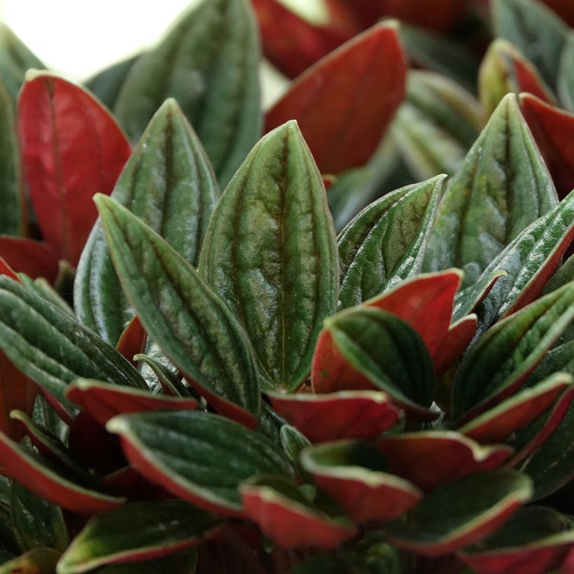 Peperomia caperata Rosso (Feuillage)