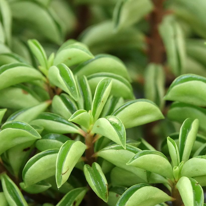 Peperomia Fire Sparks (Feuillage)