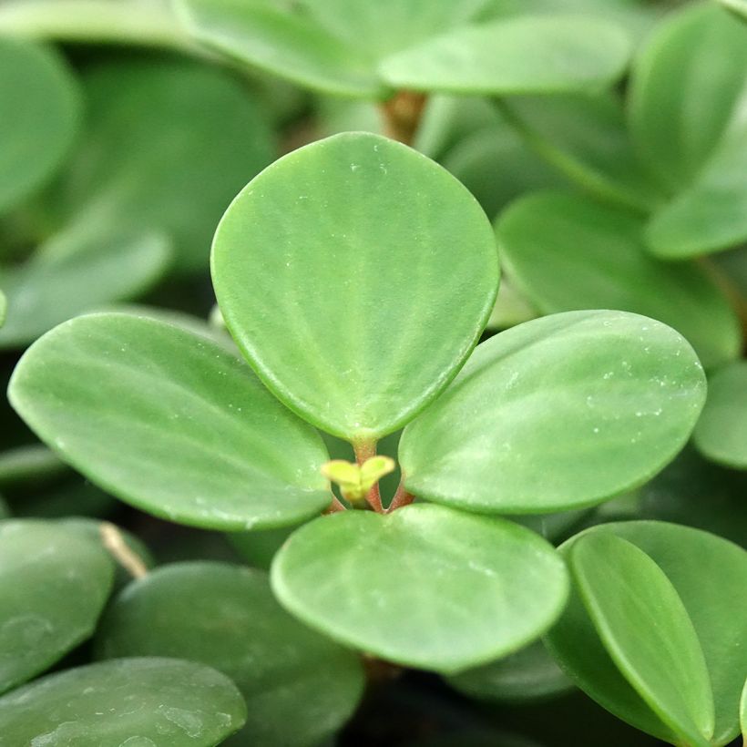 Peperomia Hope (Feuillage)