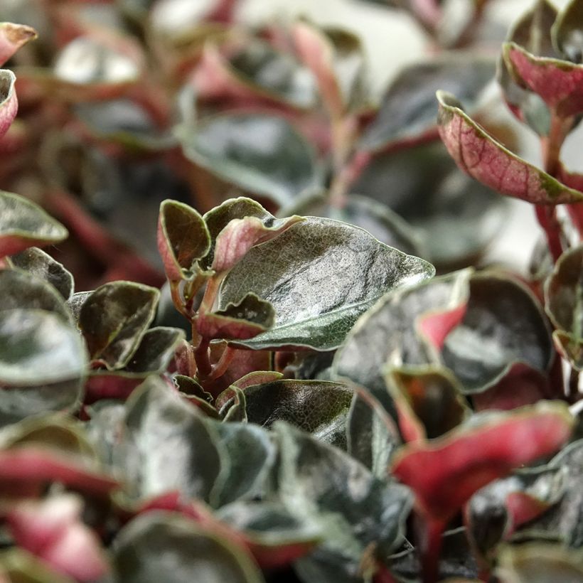 Peperomia metallica Colombiana (Feuillage)