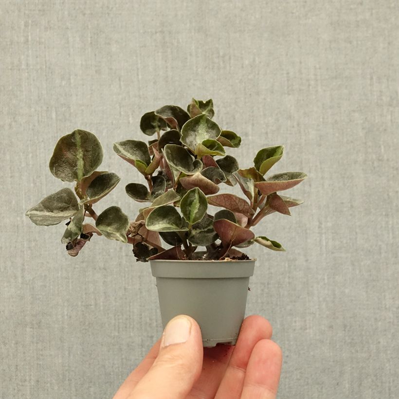 Spécimen de Peperomia metallica Colombiana Mini-plante tel que livré au printemps