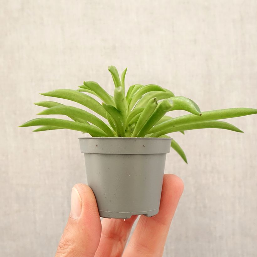 Spécimen de Peperomia Nevada Mini-plante tel que livré au printemps