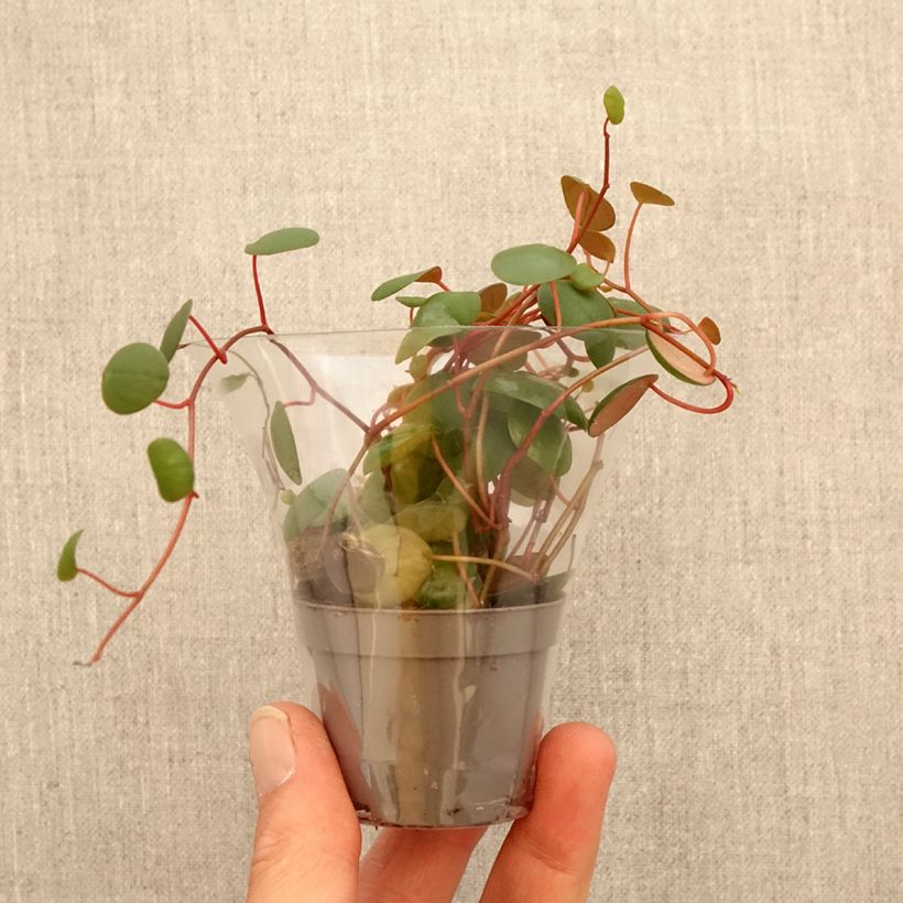 Spécimen de Peperomia Pepperspot Mini-plante tel que livré au printemps