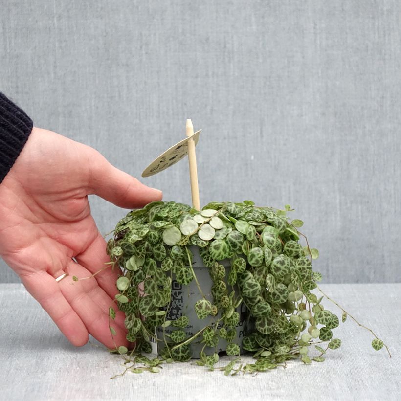 Spécimen de Peperomia prostrata Pot de 12 cm / 13 cm tel que livré au printemps