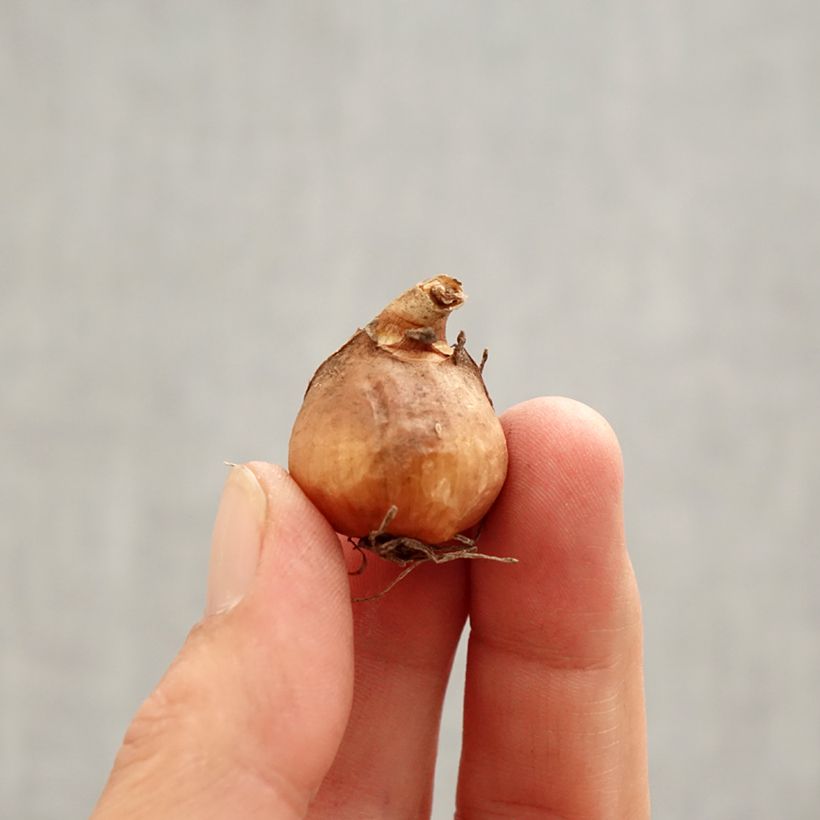 Spécimen de Perce-neige double - Galanthus nivalis Flore Pleno Bulbe calibre 5+ tel que livré au printemps