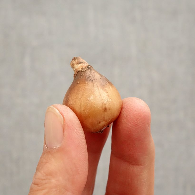 Spécimen de Perce-neige - Galanthus Primrose Warburg Bulbe calibre 6+ tel que livré au printemps
