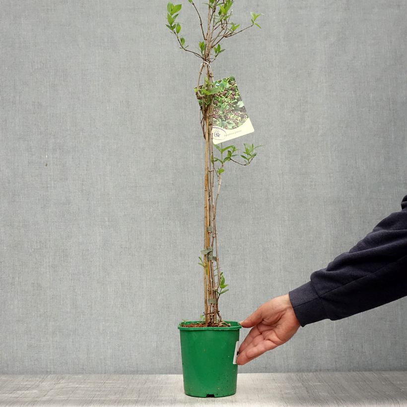 Periploca graeca - Periploca maggiore Vaso da 2L/3L esemplare consegnato in primavera