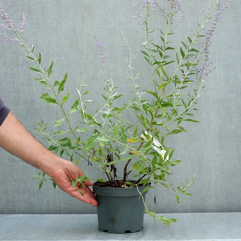Spécimen de Perovskia atriplicifolia Blue Haze - Sauge d'Afghanistan Pot de 3L/4L tel que livré en été