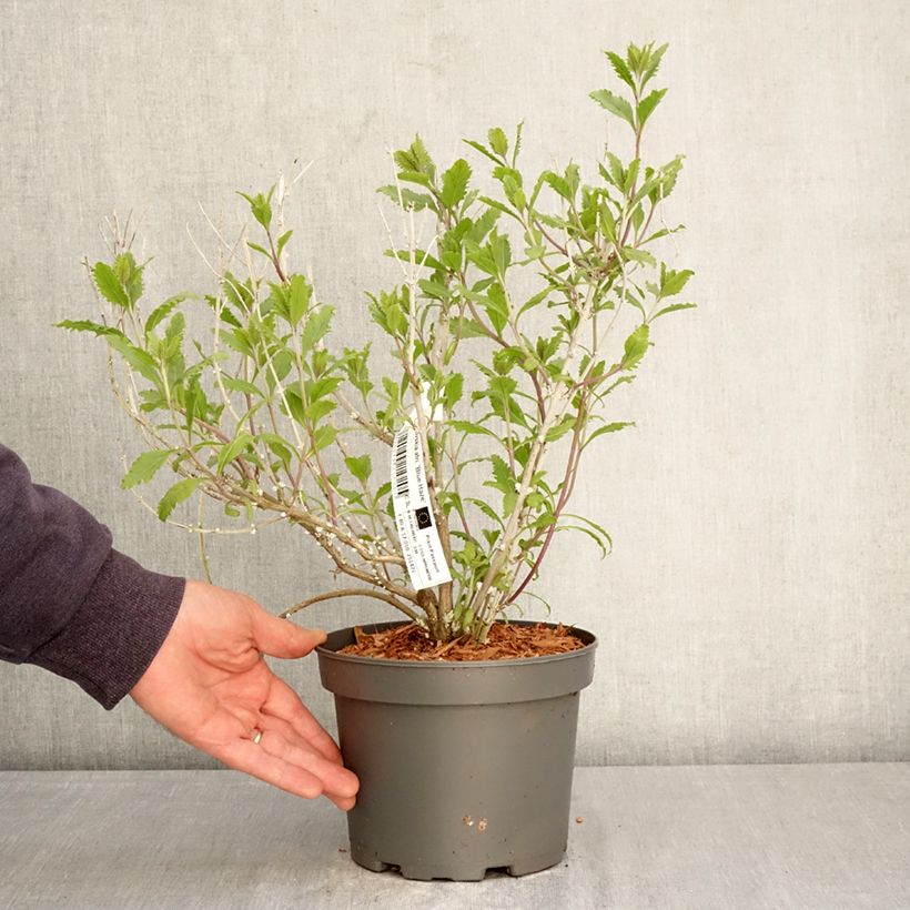 Spécimen de Perovskia atriplicifolia Blue Haze - Sauge d'Afghanistan Pot de 3L/4L tel que livré au printemps