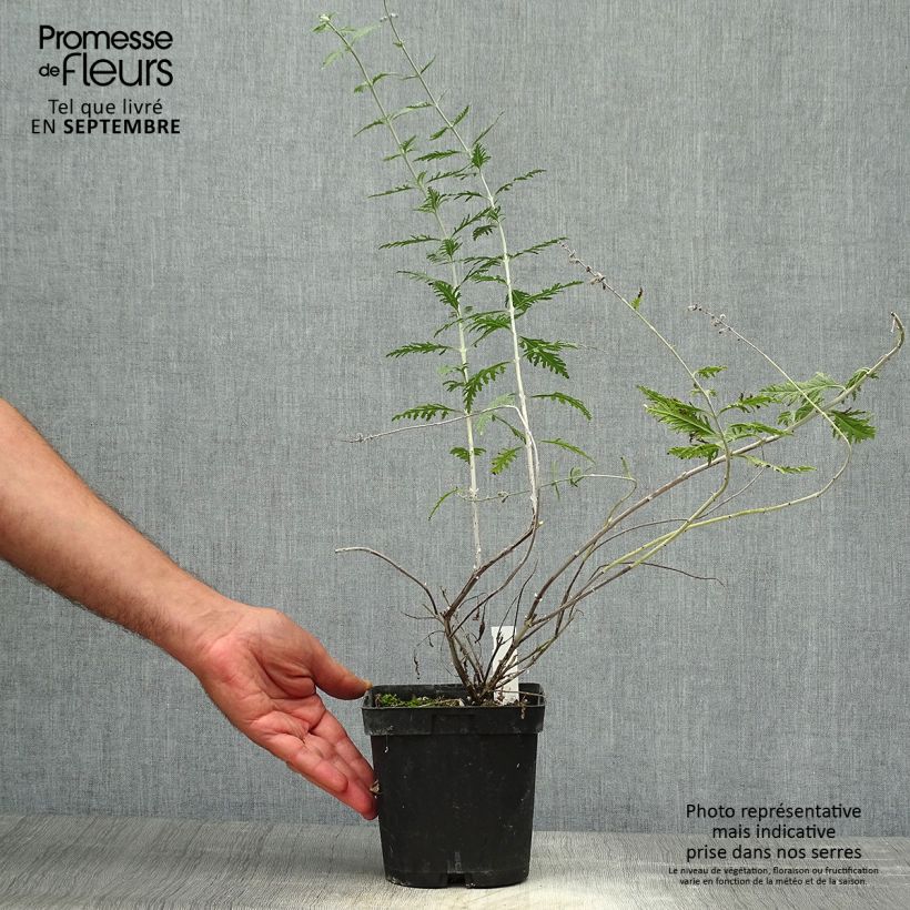 Spécimen de Perovskia atriplicifolia Blue Spire - Sauge de Sibérie Pot de 2L/3L tel que livré en automne