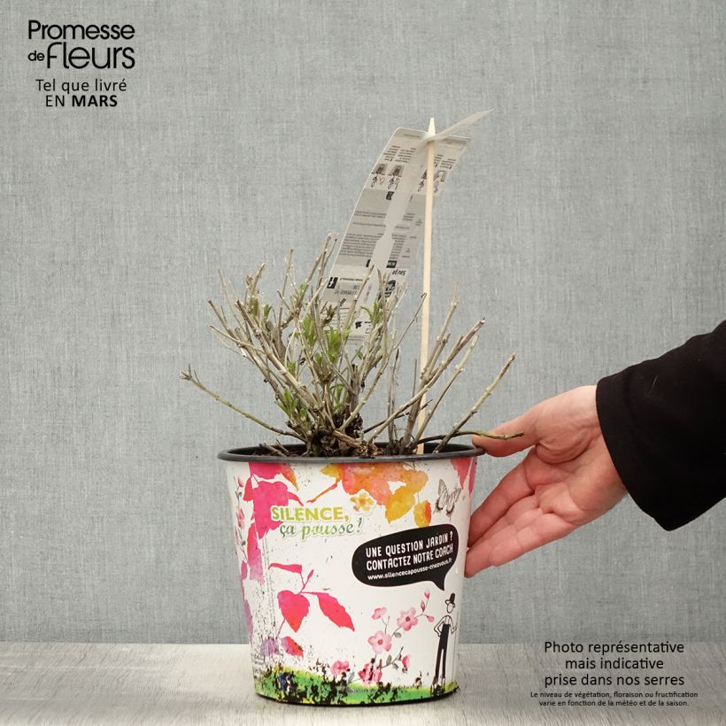 Spécimen de Perovskia atriplicifolia Blue Spire - Sauge de Sibérie Pot de 4L/5L tel que livré au printemps