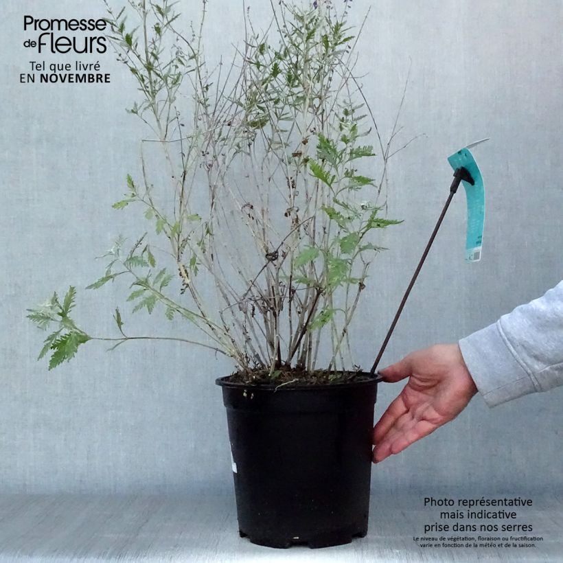 Spécimen de Perovskia atriplicifolia Blue Spire - Sauge de Sibérie Pot de 4L/5L tel que livré en automne