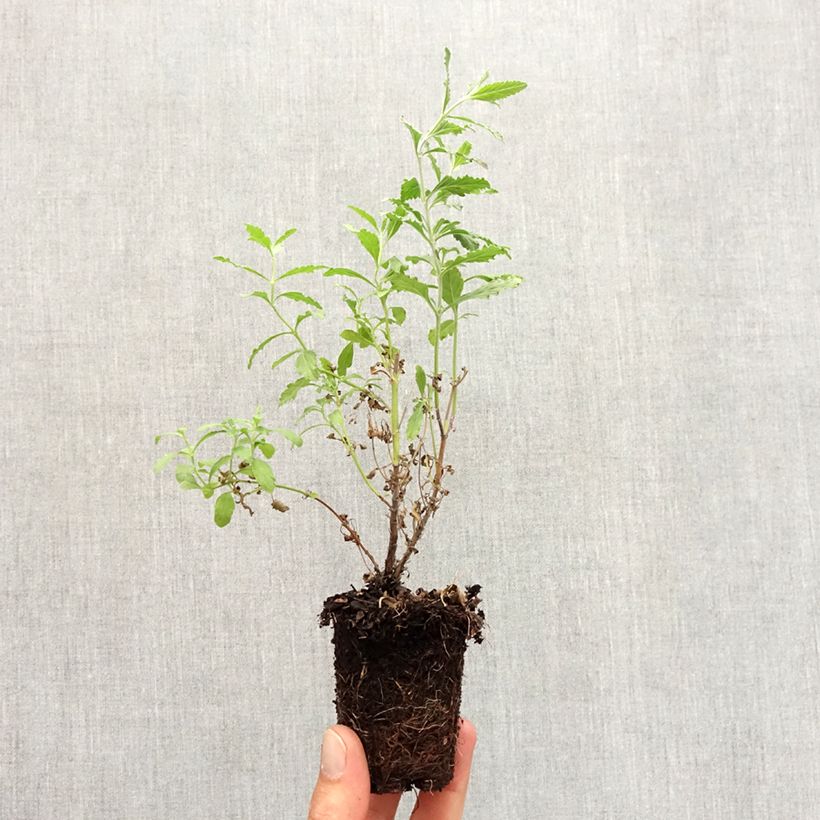 Spécimen de Perovskia atriplicifolia Blue Steel Motte 5 cm x 7 cm tel que livré en automne