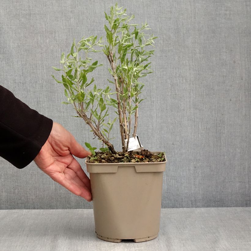 Spécimen de Perovskia atriplicifolia Blue Steel Pot de 2L/3L tel que livré en automne