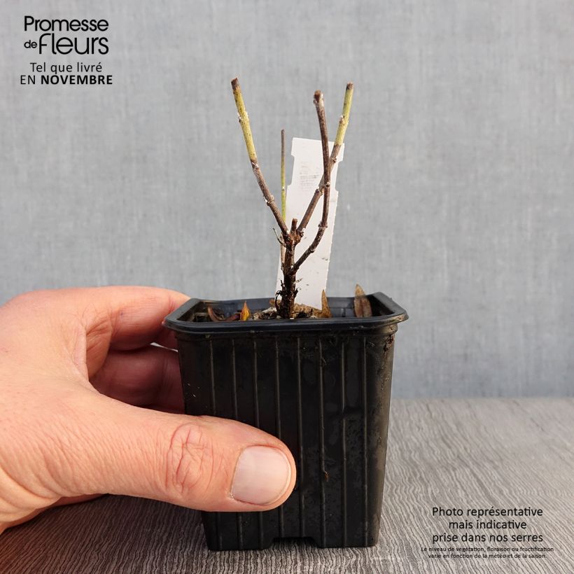 Spécimen de Perovskia atriplicifolia Lacey Blue Godet de 8/9 cm tel que livré en automne