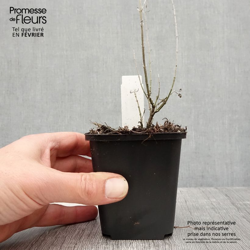 Spécimen de Perovskia atriplicifolia Lacey Blue Godet de 8/9 cm tel que livré en hiver