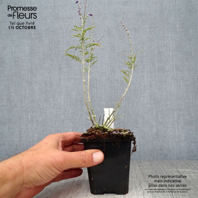 Spécimen de Perovskia atriplicifolia Little Spire - Sauge d'Afghanistan compacte Godet de 8/9 cm tel que livré en automne