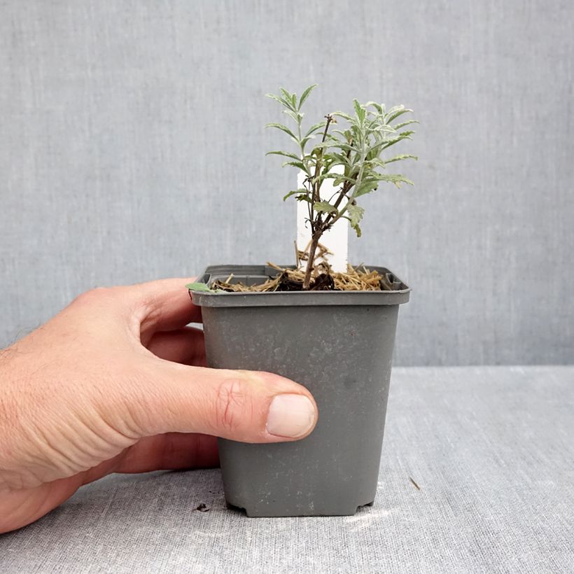 Spécimen de Perovskia atriplicifolia Prime time - Sauge d'Afghanistan Godet de 7/8 cm tel que livré en automne