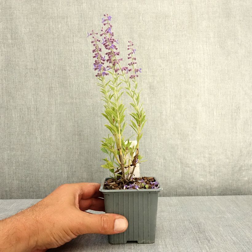 Spécimen de Perovskia atriplicifolia Prime time - Sauge d'Afghanistan Godet de 7/8 cm tel que livré en été
