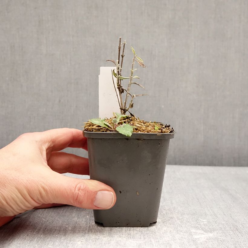 Spécimen de Perovskia atriplicifolia Prime time - Sauge d'Afghanistan Godet de 7/8 cm tel que livré en hiver