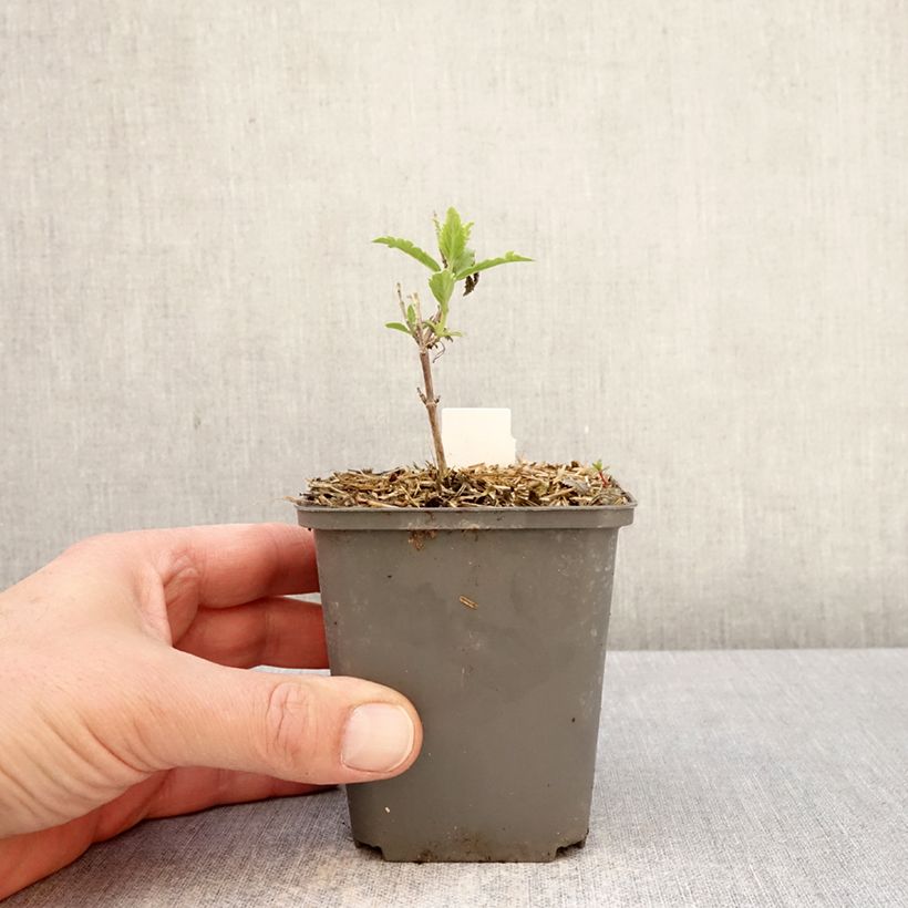 Spécimen de Perovskia atriplicifolia Prime time - Sauge d'Afghanistan Godet de 7/8 cm tel que livré au printemps