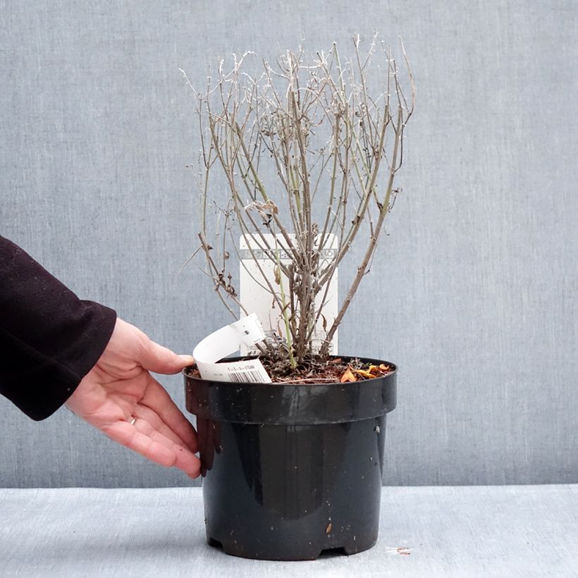 Spécimen de Perovskia atriplicifolia Prime time - Sauge d'Afghanistan Pot de 3L/4L tel que livré en hiver