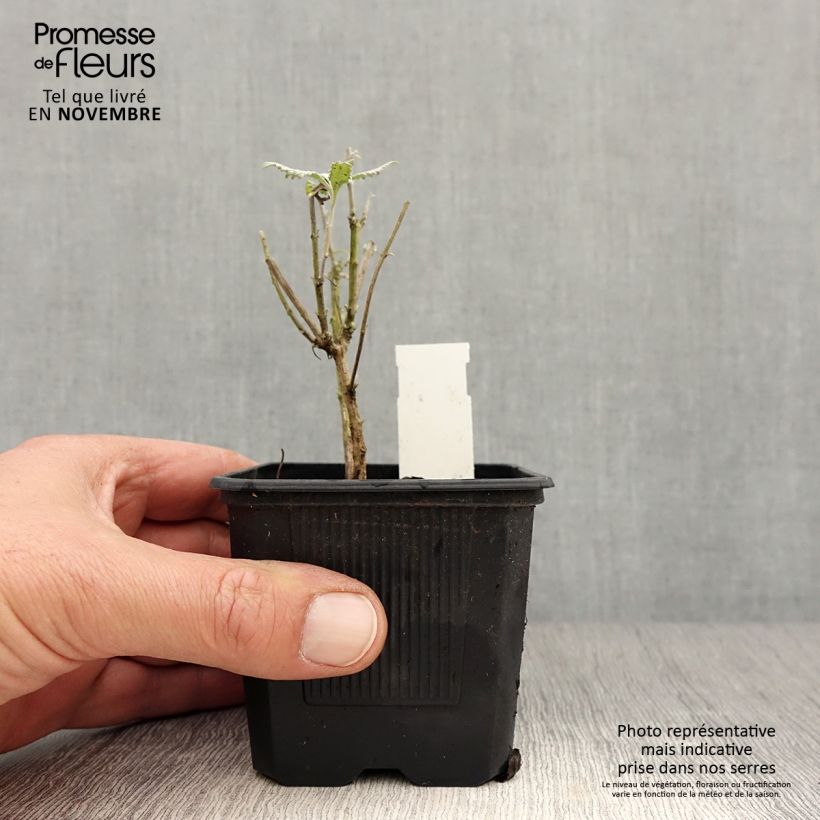 Spécimen de Perovskia Silvery Blue - Sauge d'Afghanistan Godet de 8/9 cm tel que livré en automne
