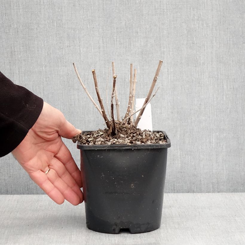 Spécimen de Perovskia Silvery Blue - Sauge d'Afghanistan Pot de 1,5L/2L tel que livré en hiver