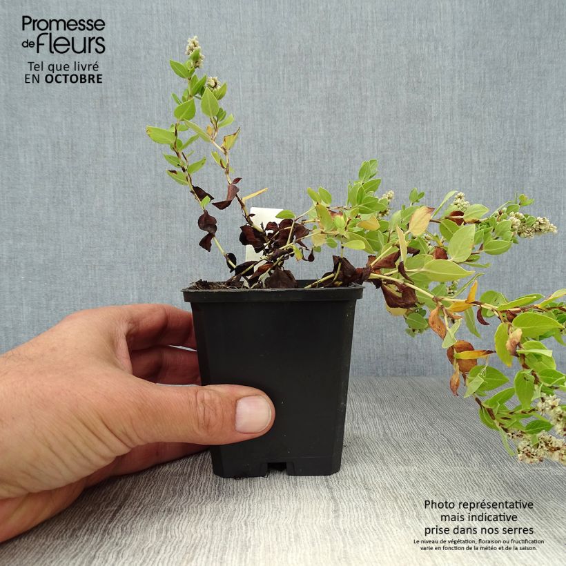 Spécimen de Persicaire, Renouée kahil - Aconogonon tortuosum var. glabrifolium Godet de 8/9 cm tel que livré en automne