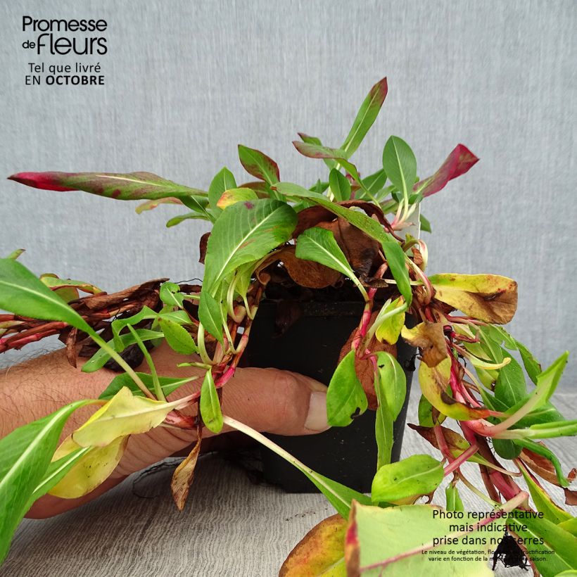 Spécimen de Persicaria affinis Superba - Renouée, Persicaire Superbum Godet de 8/9 cm tel que livré en automne