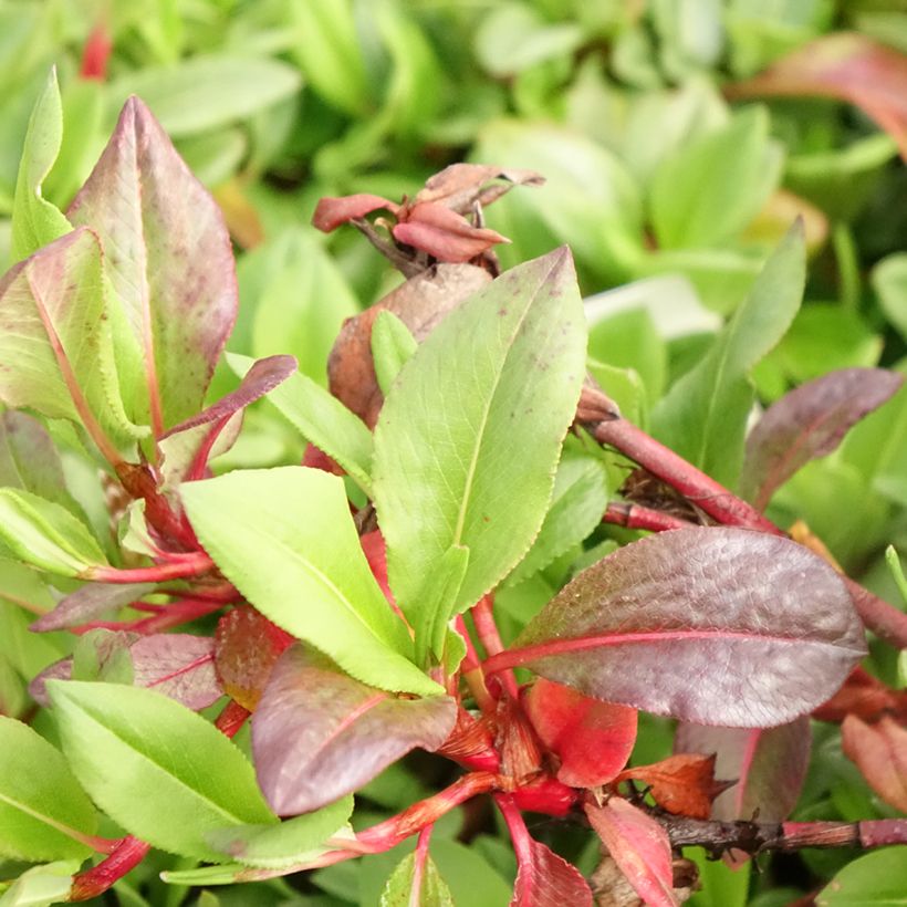 Persicaria affinis Superba - Renouée, Persicaire Superbum (Feuillage)