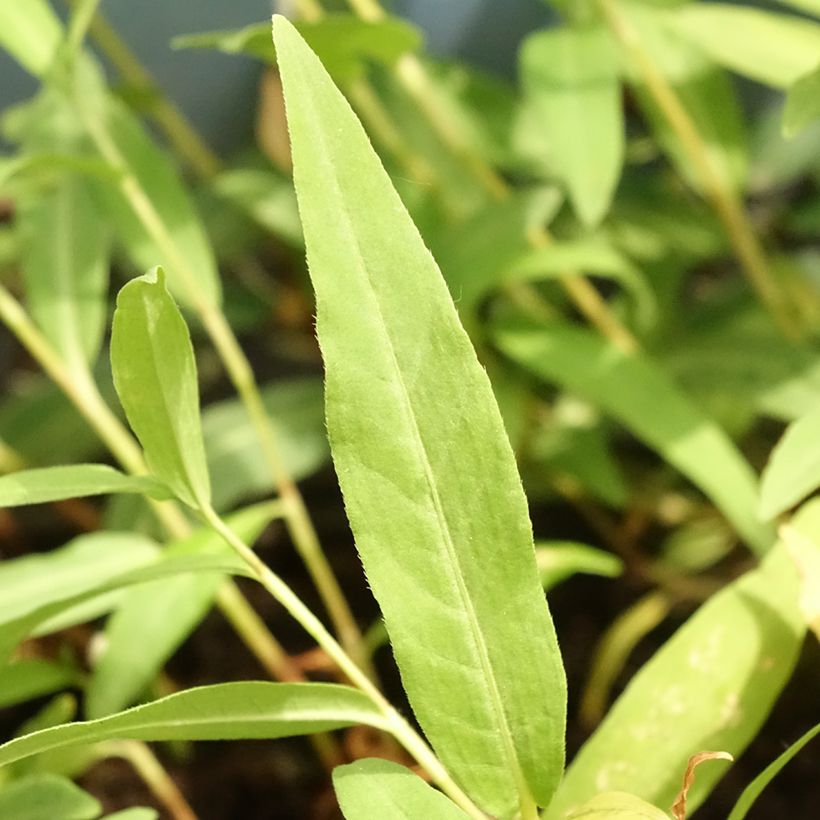 Persicaria amphibia - Renouée amphibie (Feuillage)