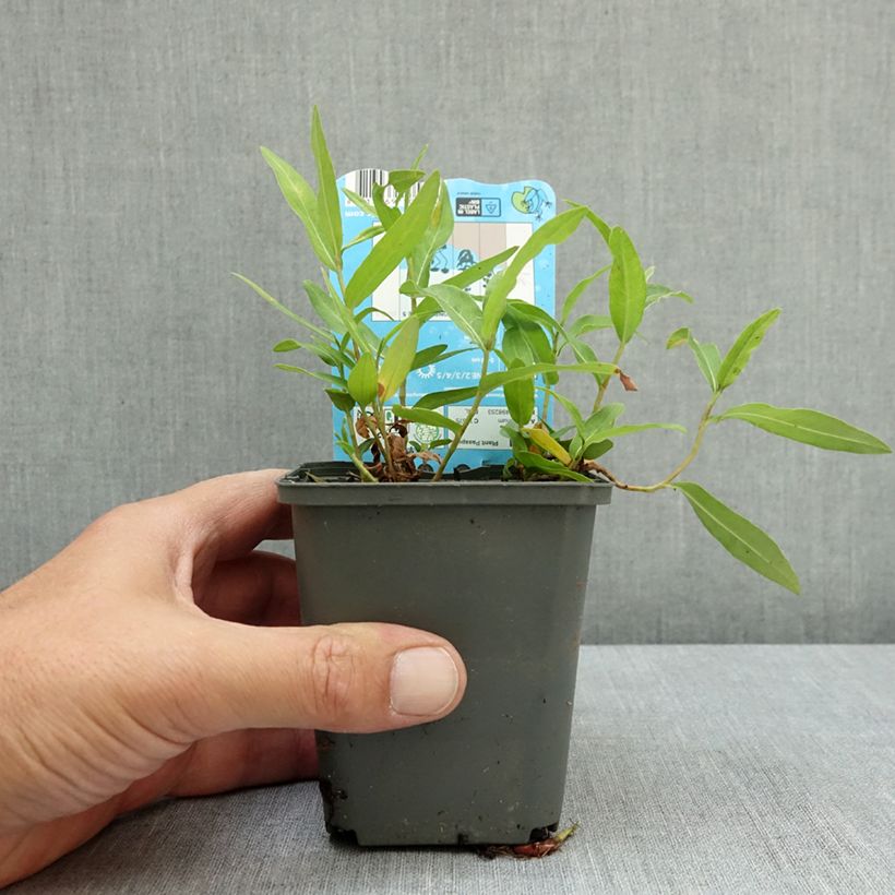 Spécimen de Persicaria amphibia - Renouée amphibie Godet de 8/9 cm tel que livré en été