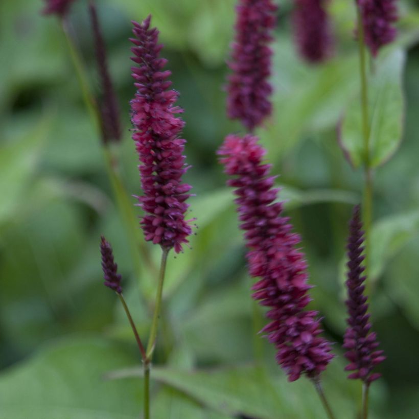 Persicaria amplexicaulis Blackfield (Floração)