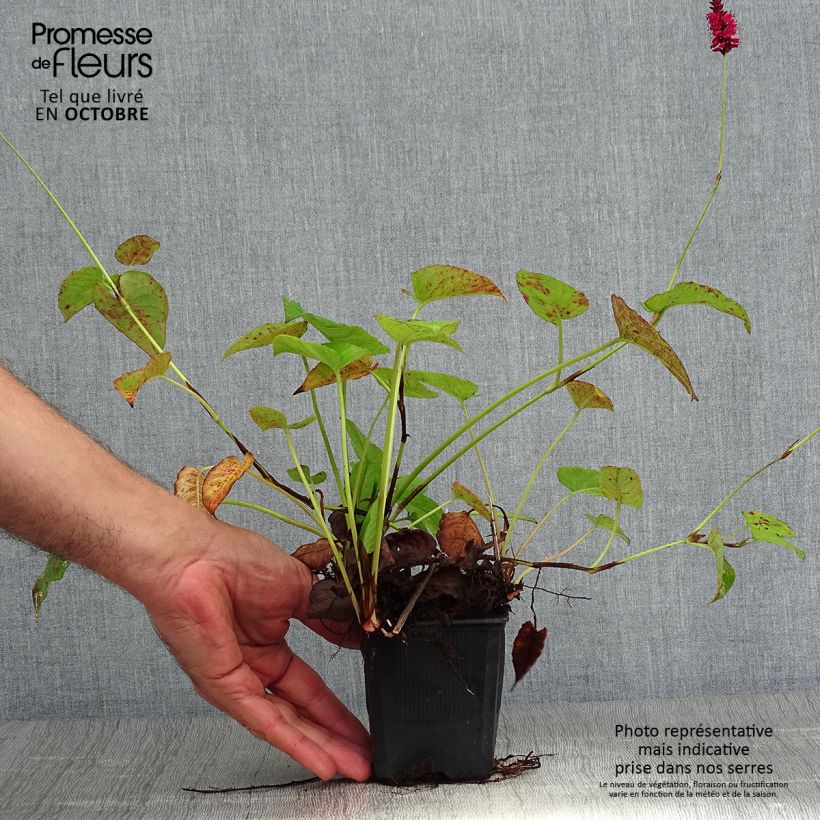 Spécimen de Persicaria amplexicaulis Speciosa - Persicaire - Renouée Speciosa Godet de 8/9 cm tel que livré en automne