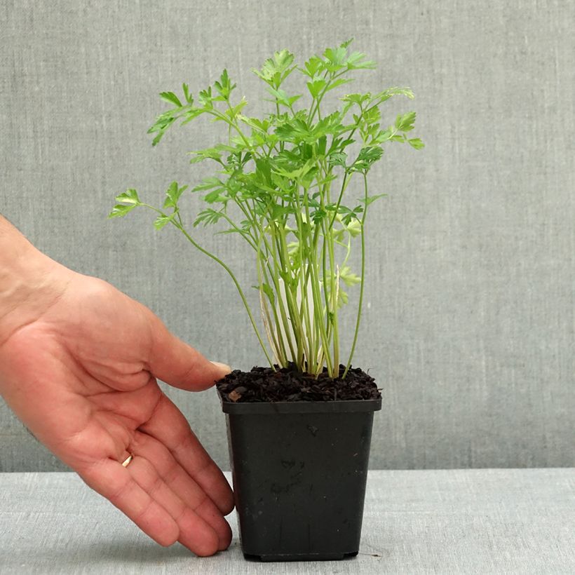Spécimen de Persil plat - Petroselinum crispum var. neapolitanum Godet de 8/9 cm tel que livré au printemps