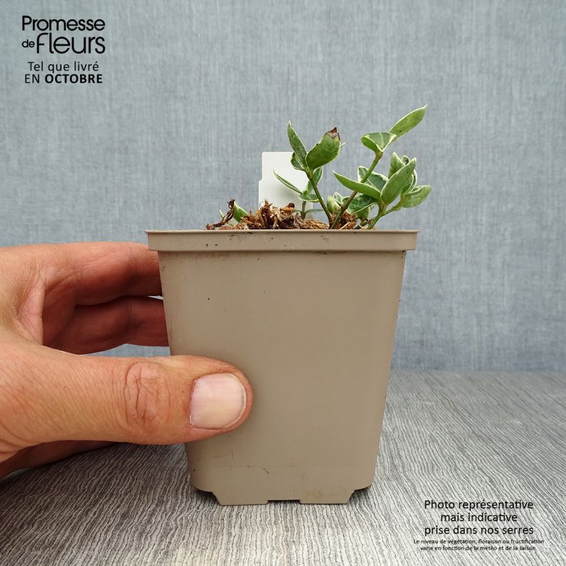 Spécimen de Pervenche à petite fleurs - Vinca minor Ralph Shugert -  Godet de 8/9 cm tel que livré en automne