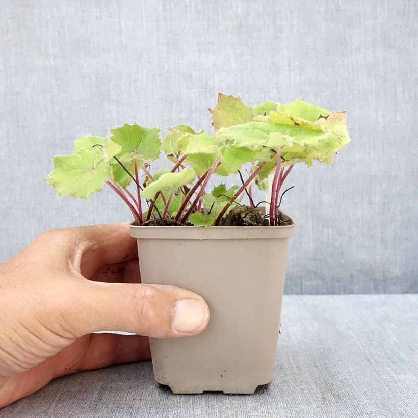 Spécimen de Petasites albus - Pétasite blanc Godet de 8/9 cm tel que livré en été