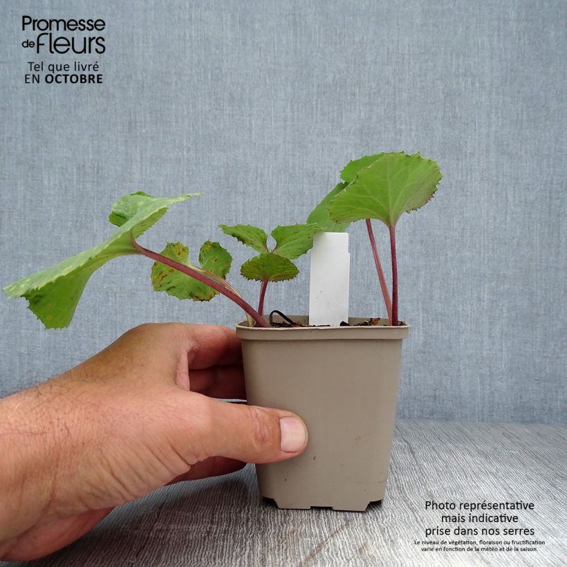 Spécimen de Petasites japonicus Giganteus - Pétasite japonaise Giganteus Godet de 8/9 cm tel que livré en automne