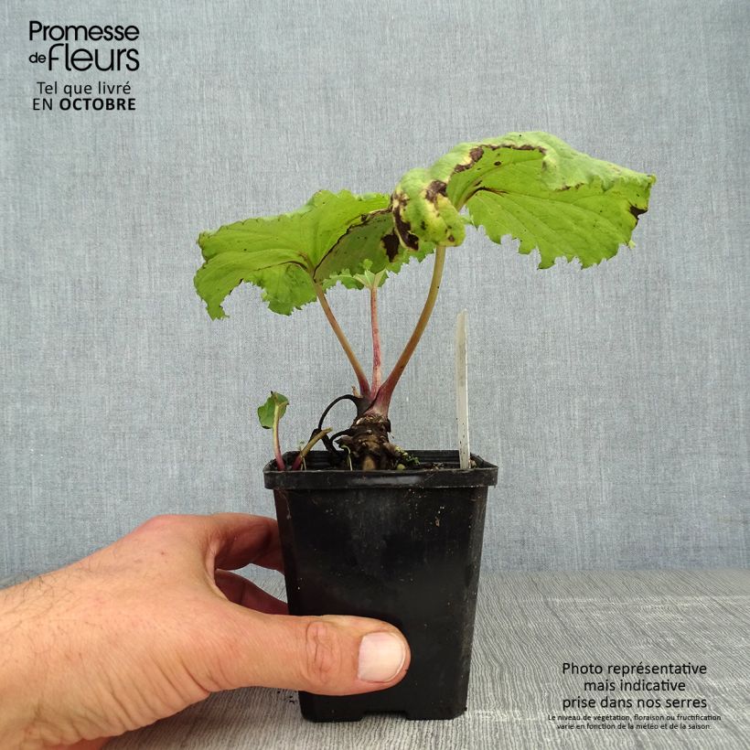 Spécimen de Petasites japonicus Variegatus - Pétasite japonaise Variegatus Godet de 8/9 cm tel que livré en automne