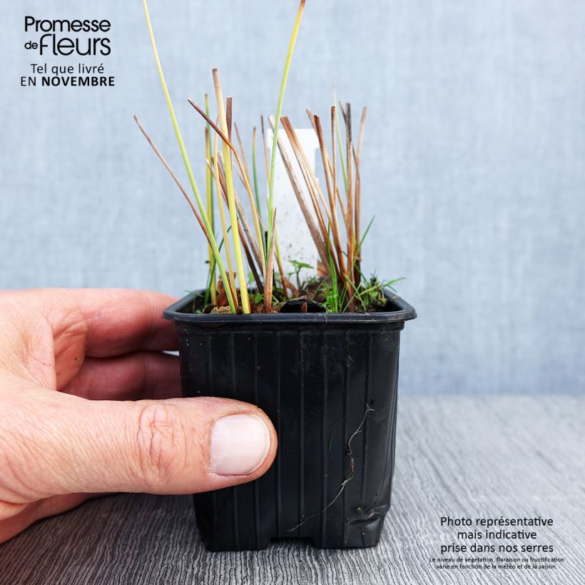 Spécimen de Petite massette - Typha minima Godet de 8/9 cm tel que livré en automne