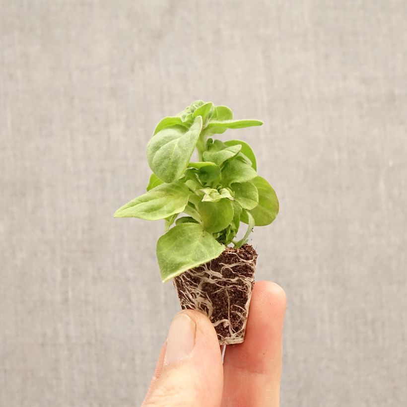 Spécimen de Pétunia Amazonas Plum Cockatoo Mini-motte Ø 3/4 cm tel que livré au printemps