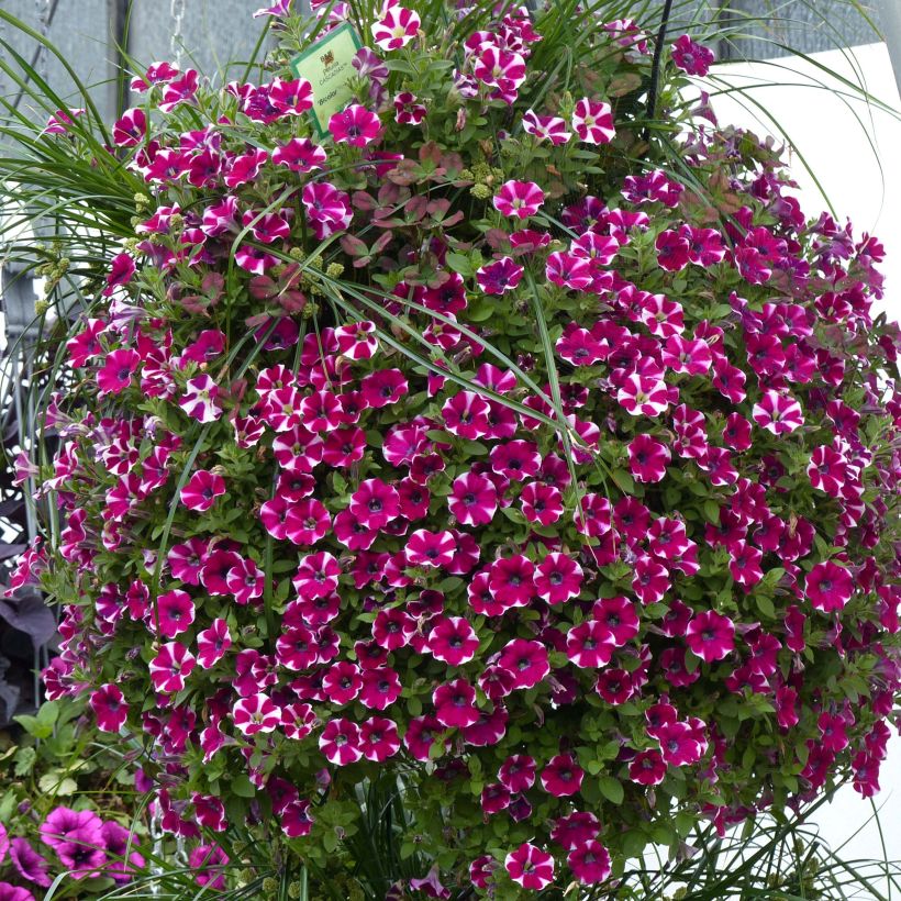 Pétunia Cascadias Bicolor Cabernet (Port)