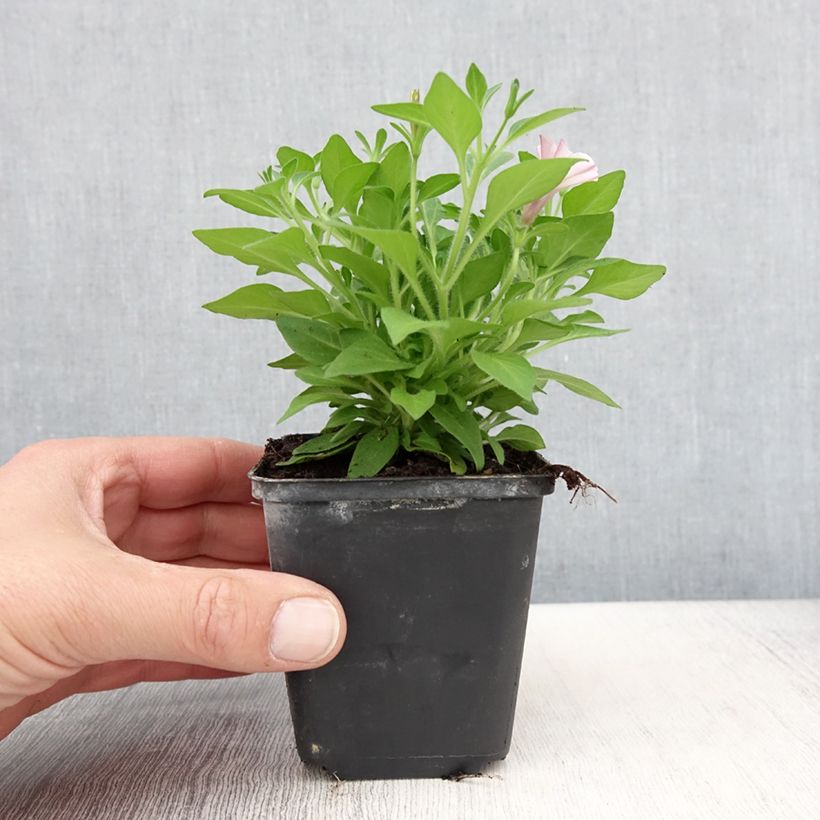 Exemplar von Petunia Supertunia Pink Star Kleine Töpfe von 8/9 cm wie im Frühjahr geliefert