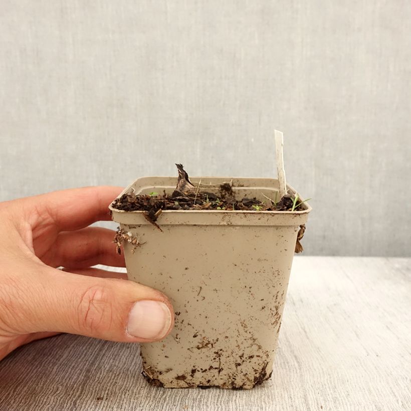 Spécimen de Peucedanum ostruthium Daphnis, Imperatoire Godet de 8/9 cm tel que livré en automne