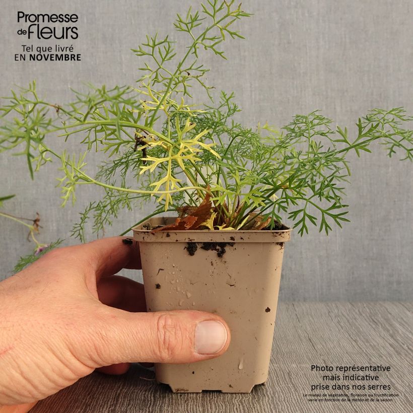 Spécimen de Peucedanum rablense Godet de 8/9 cm tel que livré en automne